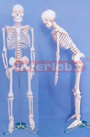 85 CM TALL, ADULT MALE TRANSPARENT CARTILAGE SKELETON W/FLEXIBLE SPINE LUXURY STEEL STAND